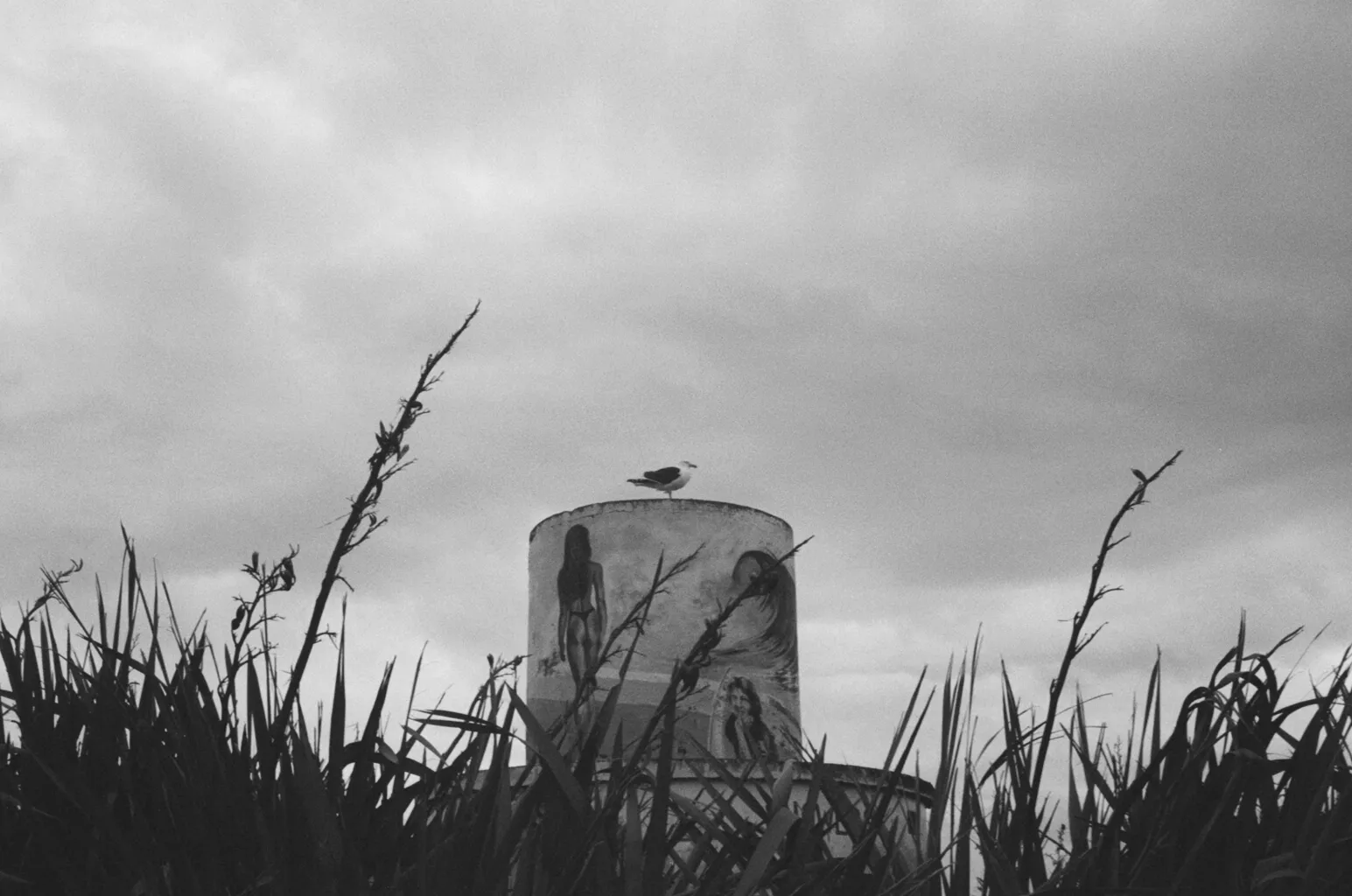 Seagull on concrete bunkerMount Ngauruhoe